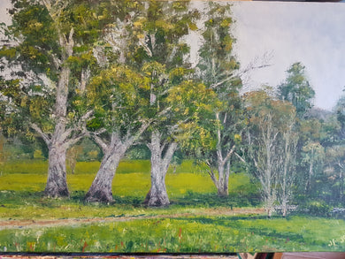 Favourite Redgums, Ballakaye, Elmhurst, Victoria