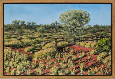 Mulga trees amongst Spinifex,Annie Beadell Highway,Great Victorian Desert