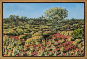 Mulga trees amongst Spinifex,Annie Beadell Highway,Great Victorian Desert