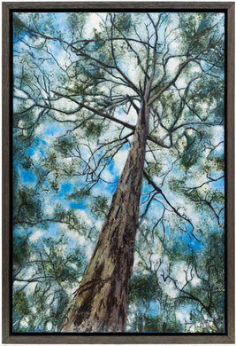 Karri tree canopy, Boranup National Park