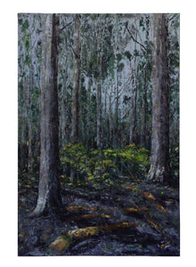 Karri forest, Boranup National Park